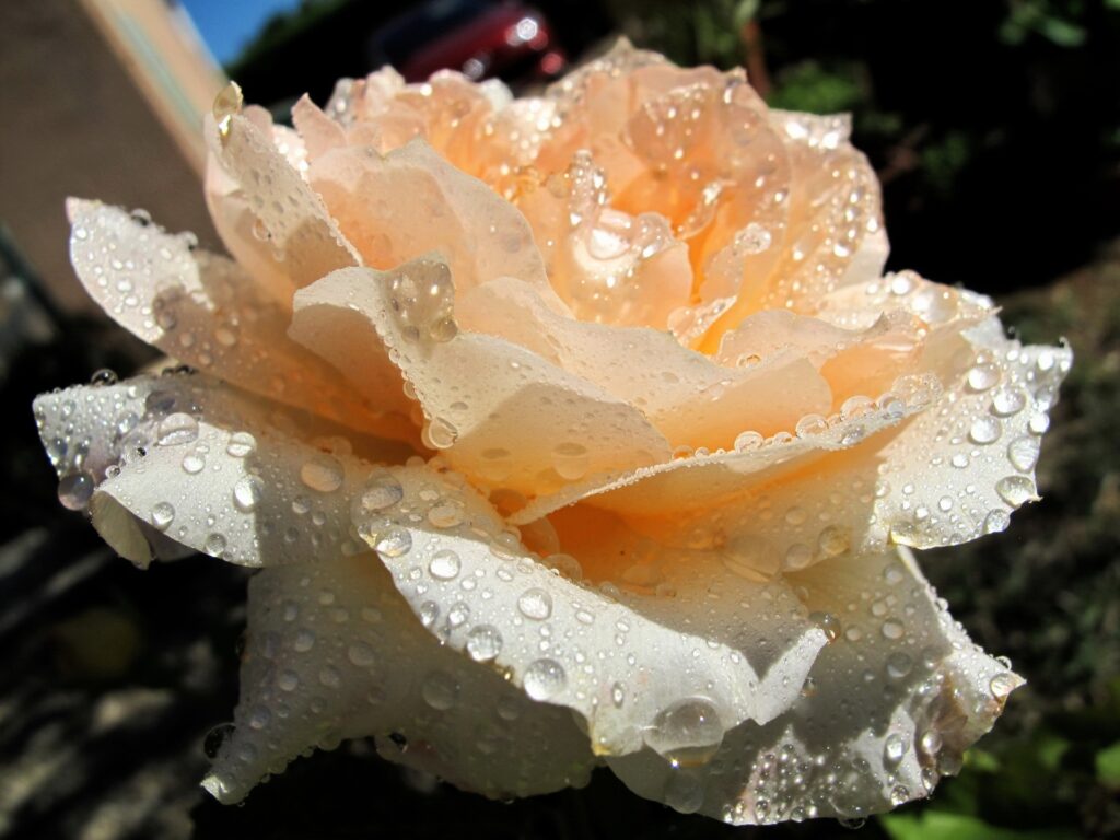 Delicate Rose in Bloom with Water Droplets - Beautiful Wallpaper Background