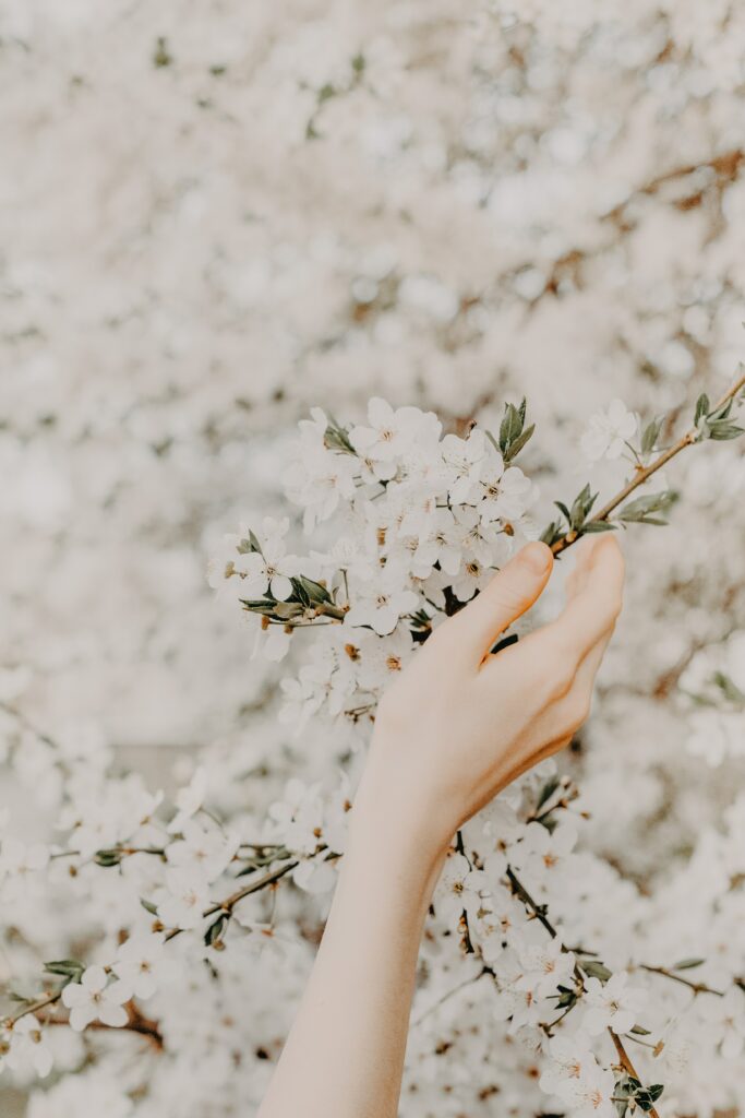 Serene Sakura Blossoms: Delicate Hand Grasping Spring Beauty Wallpaper