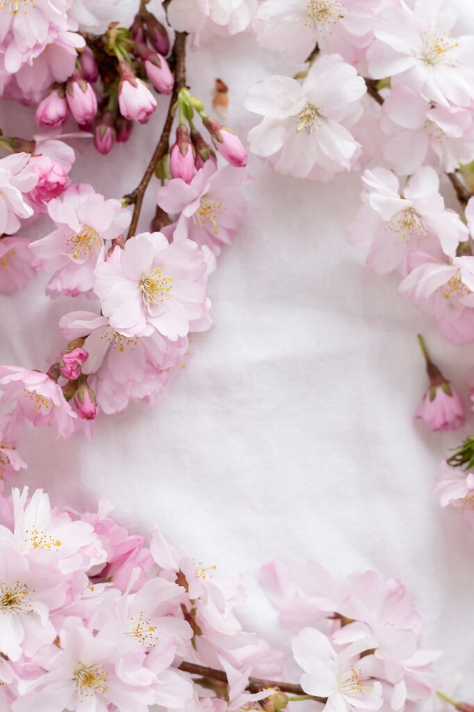 Delicate Sakura Blossoms Wallpaper: Serene Spring Background