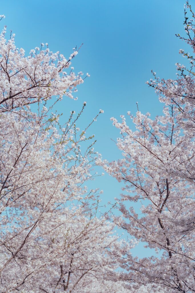 Sakura Blossoms in Bloom: Springtime Wallpaper with Blue Sky