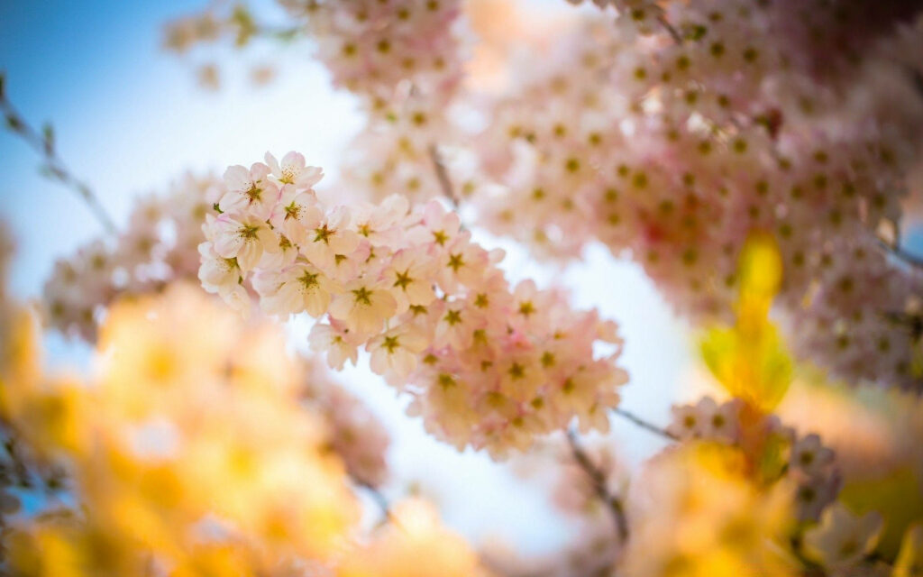 Stunning Sakura Blossom Wallpaper: Soft Pink Petals & Tranquil Background