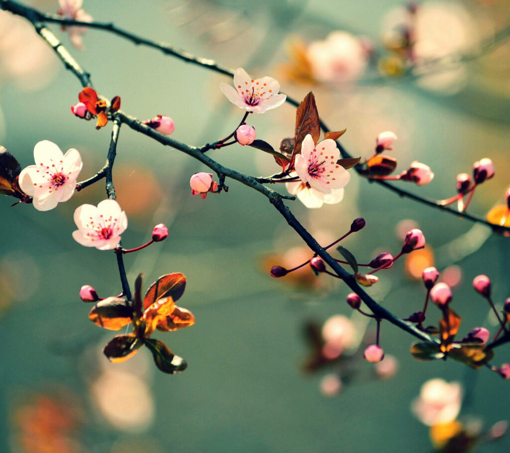 Delicate Sakura Blossoms: Serene Pink Nature Wallpaper