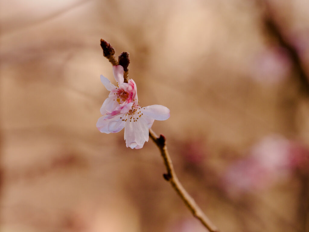 Sakura Flower Wallpaper: Delicate Pink Petals in Spring Background