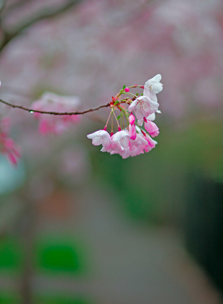 Sakura Flowers Wallpaper: Serene Spring Background in Bloom