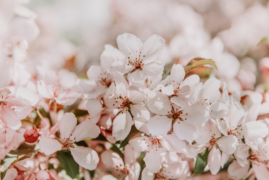 Delicate Sakura Flowers Wallpaper - Embrace Springtime Beauty
