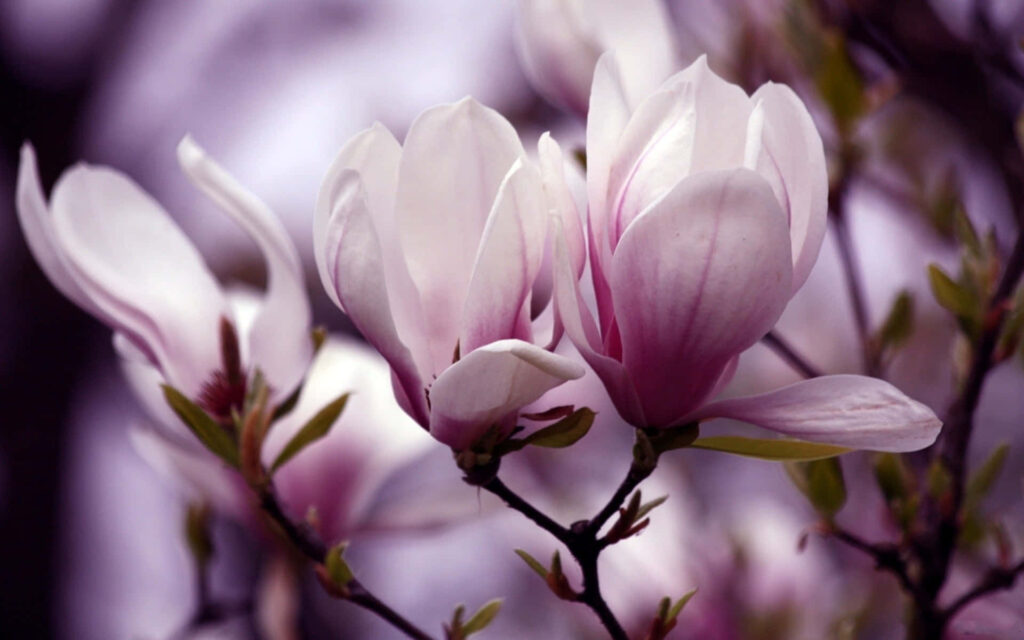 Delicate Saucer Magnolia Flowers - Elegant Spring Wallpaper