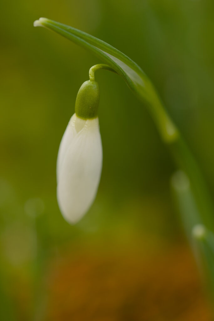 Delicate Snowdrop Bud Macro: Springtime White Bloom Wallpaper