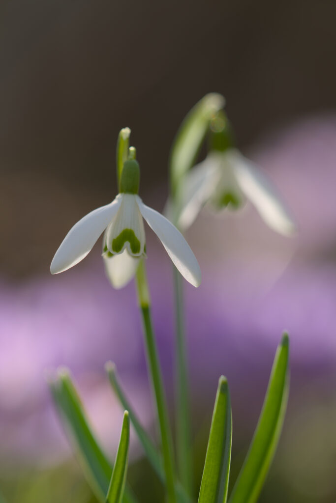 Delicate Snowdrop Flower Wallpaper: Fresh Spring Background