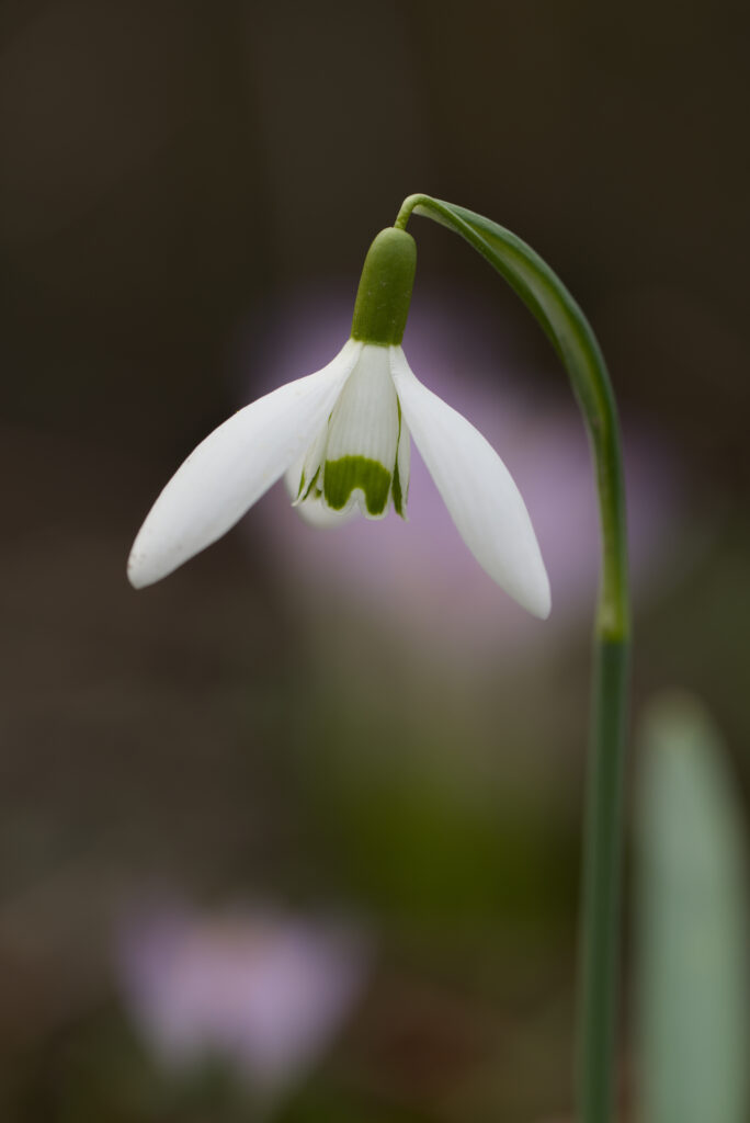 Delicate Snowdrop Flower Close-Up: Spring Elegance in White & Green Wallpaper