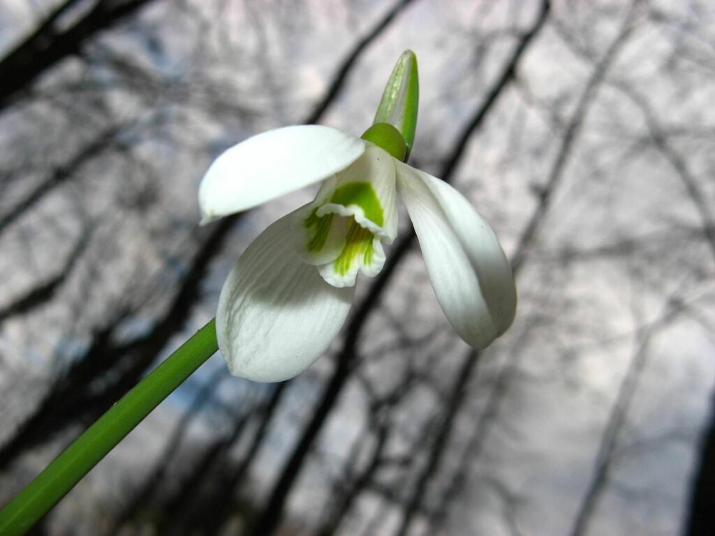 Close-Up of Snowdrop Flower: Elegant Wallpaper with Green Stem