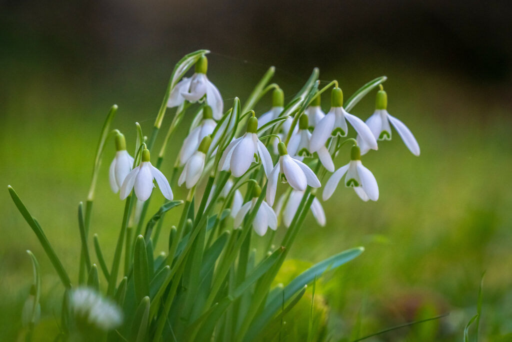 Delicate Snowdrop Flowers: Serene Spring Background Wallpaper