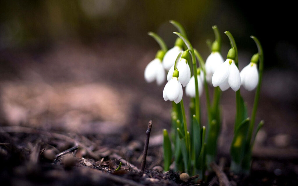 Delicate Snowdrop Flowers: Symbolizing Renewal in Soft Background Wallpaper