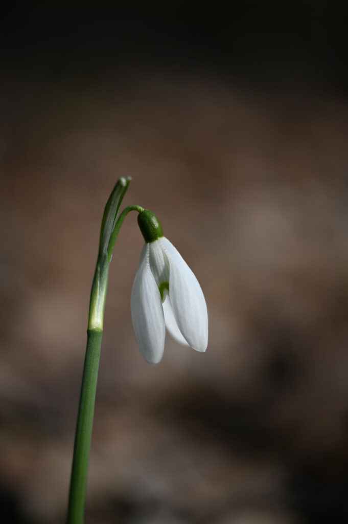 Delicate Snowdrop Flower Wallpaper: Elegant Spring Background