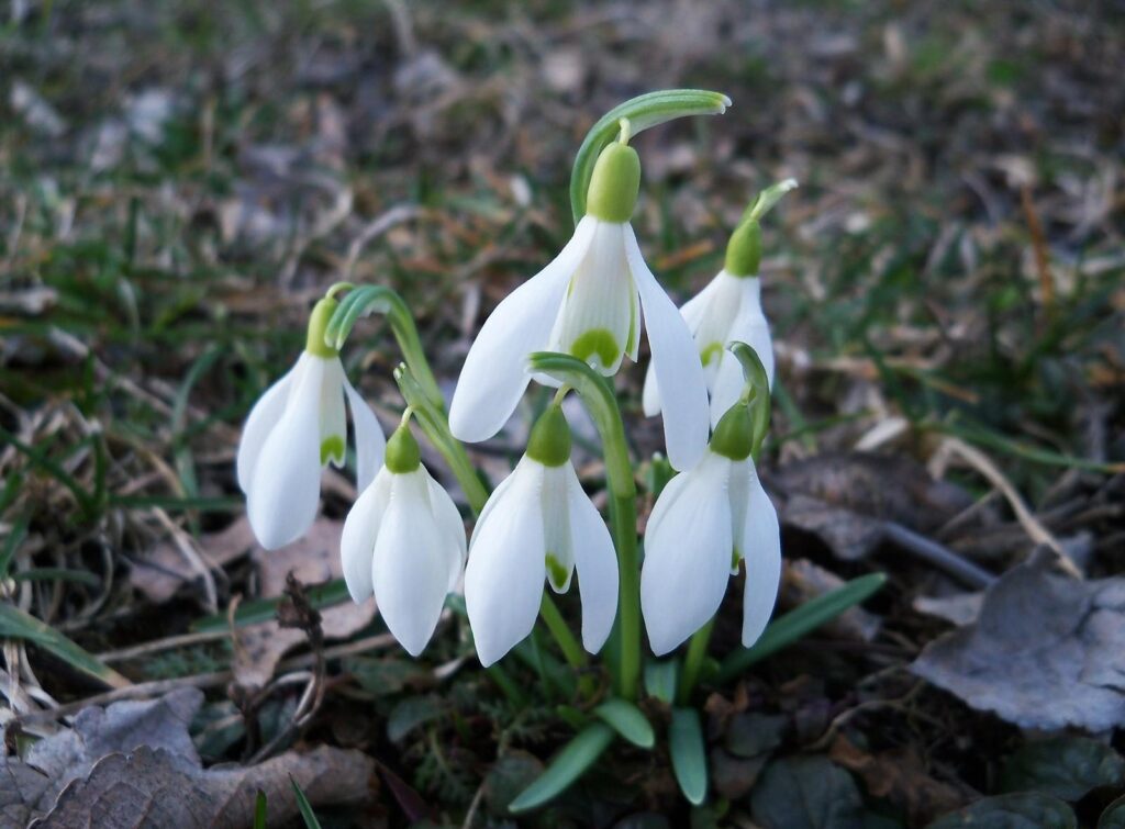 Delicate Snowdrops Wallpaper: Spring Awakening & Natural Beauty