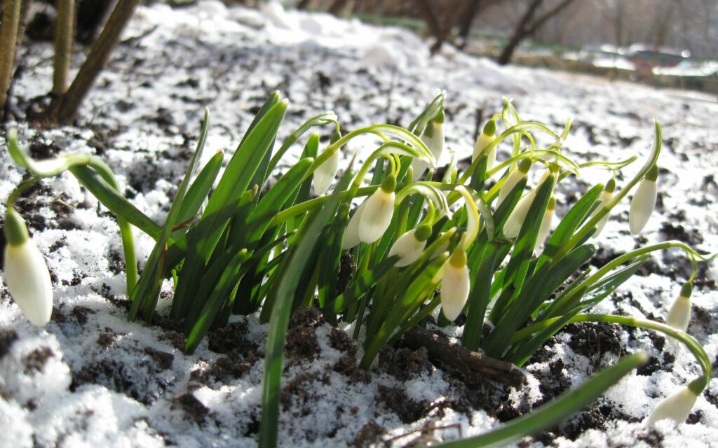 Delicate snowdrops with white petals and green leaves bloom through snow in winter landscape wallpaper