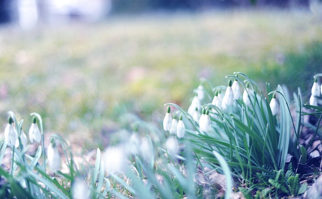 Delicate snowdrops blooming in fresh green grass bathed in soft natural light early spring Wallpaper