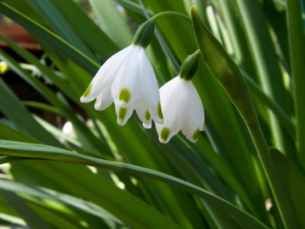 Delicate Snowdrops Wallpaper: Tranquil Spring Greens Background