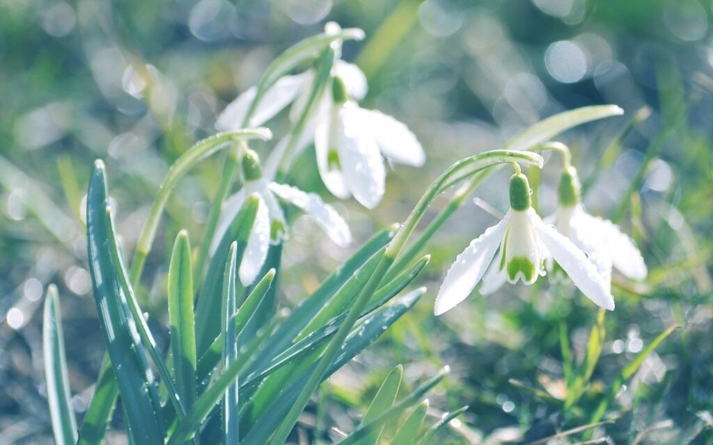 Delicate Snowdrops Wallpaper: Spring's Arrival with Dewdrops