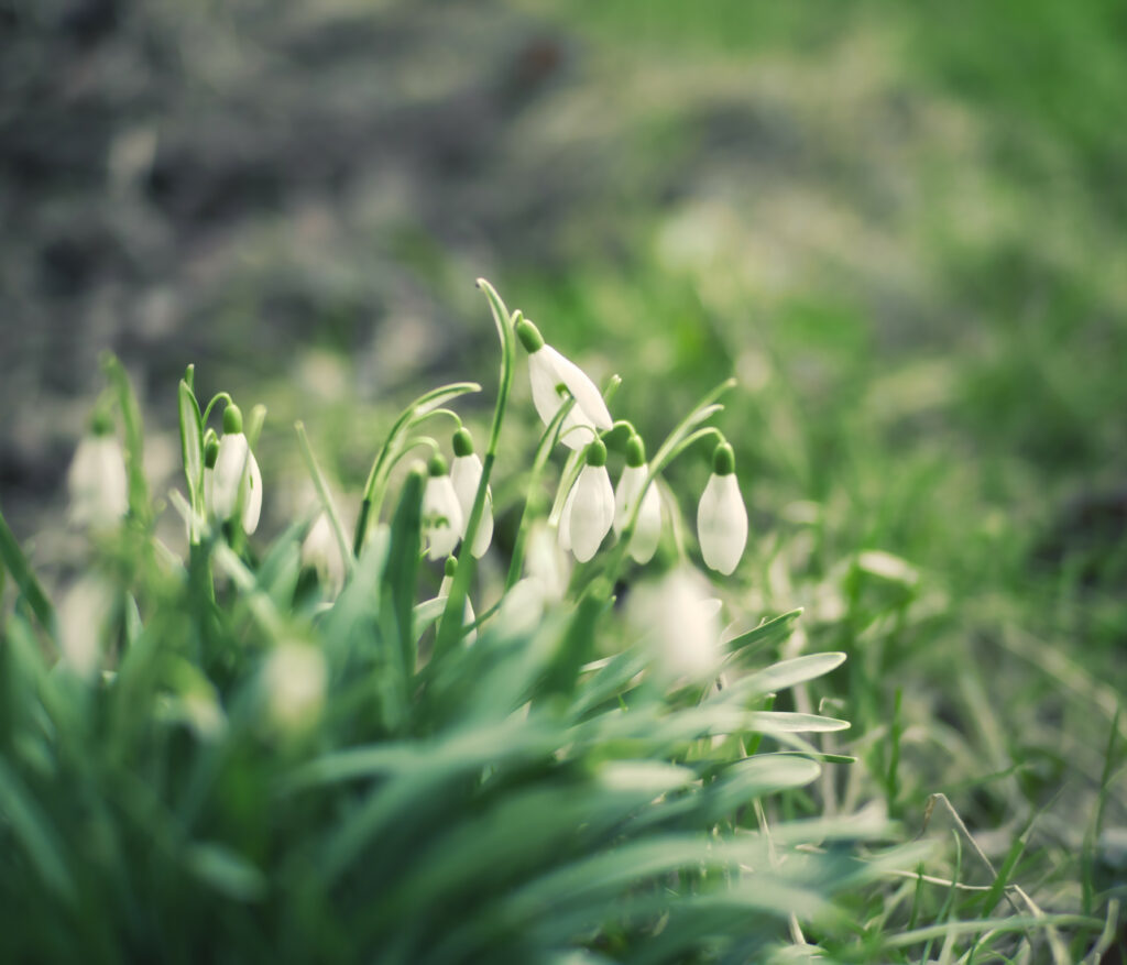 Delicate Snowdrops: Spring’s Renewal in Soft Focus Wallpaper