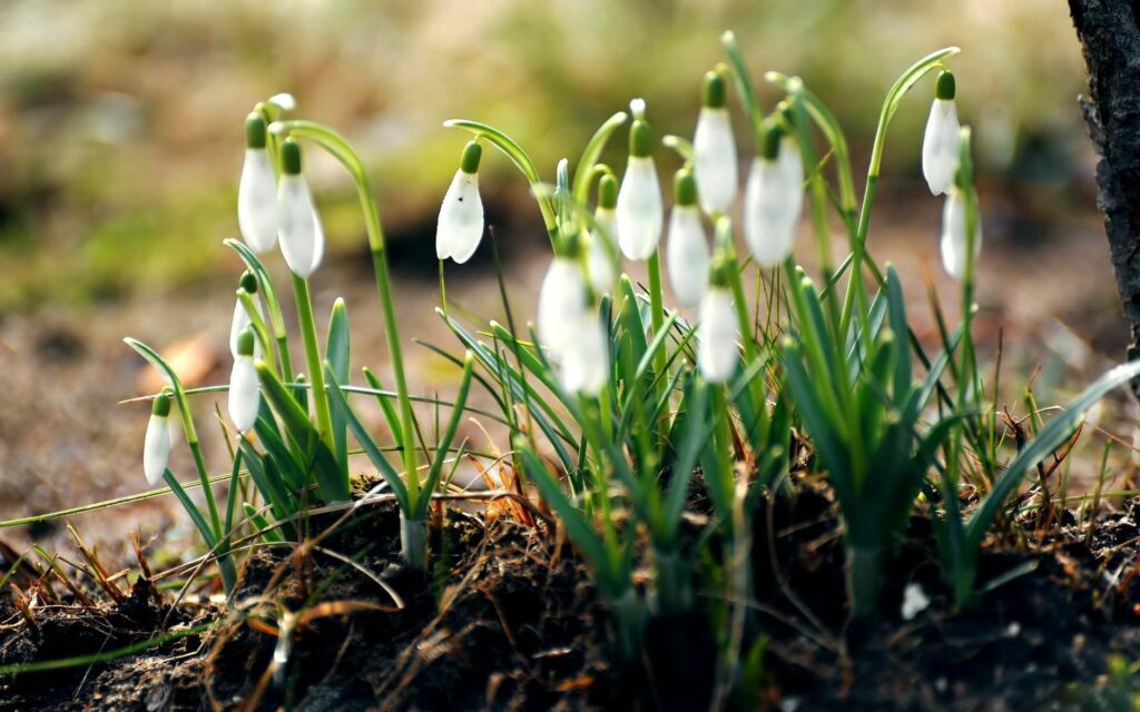 Spring Snowdrops: Serene White Petals Against Earthy Background Wallpaper