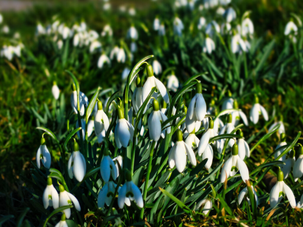 Delicate Snowdrops in Spring: Lush Greenery Macro Wallpaper