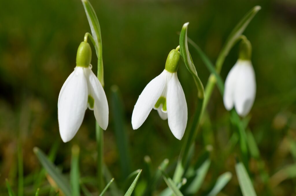 Delicate Snowdrops: A Spring Wallpaper with Soft Green Background