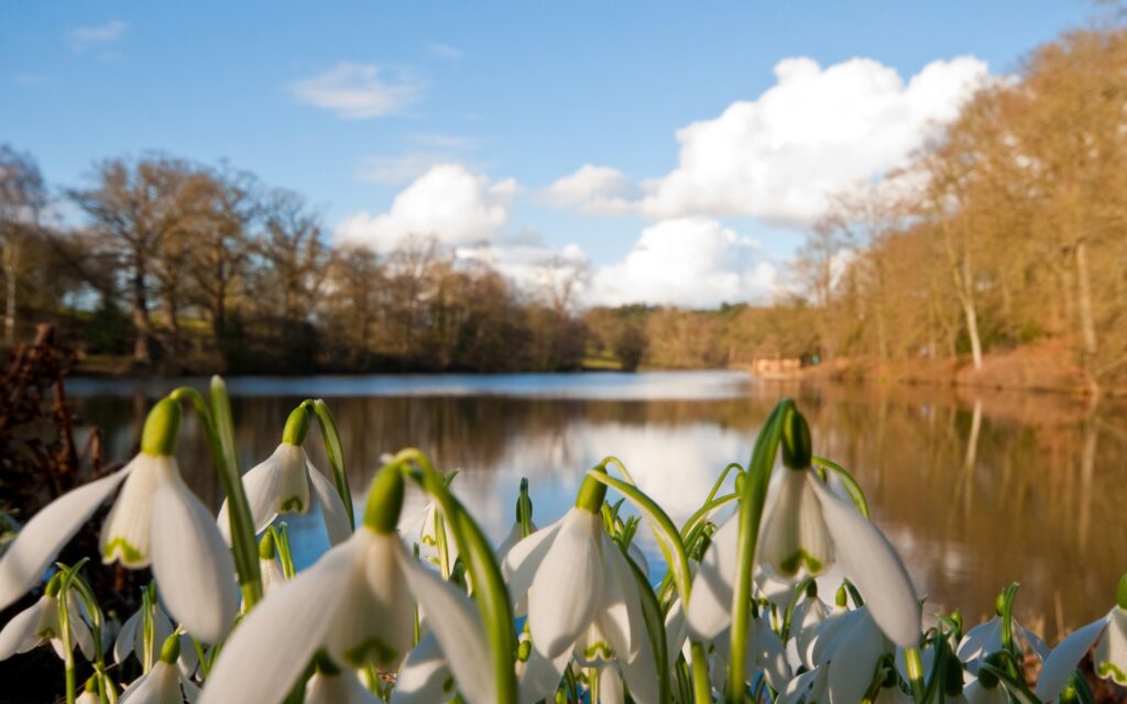 Delicate snowdrops bloom by calm river under blue sky with white clouds and bare trees background Wallpaper