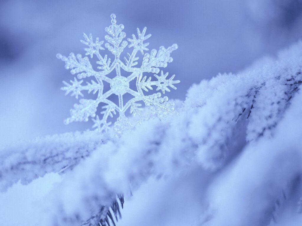 Delicate Snowflake Wallpaper: Intricate Winter Beauty on Frosted Branch