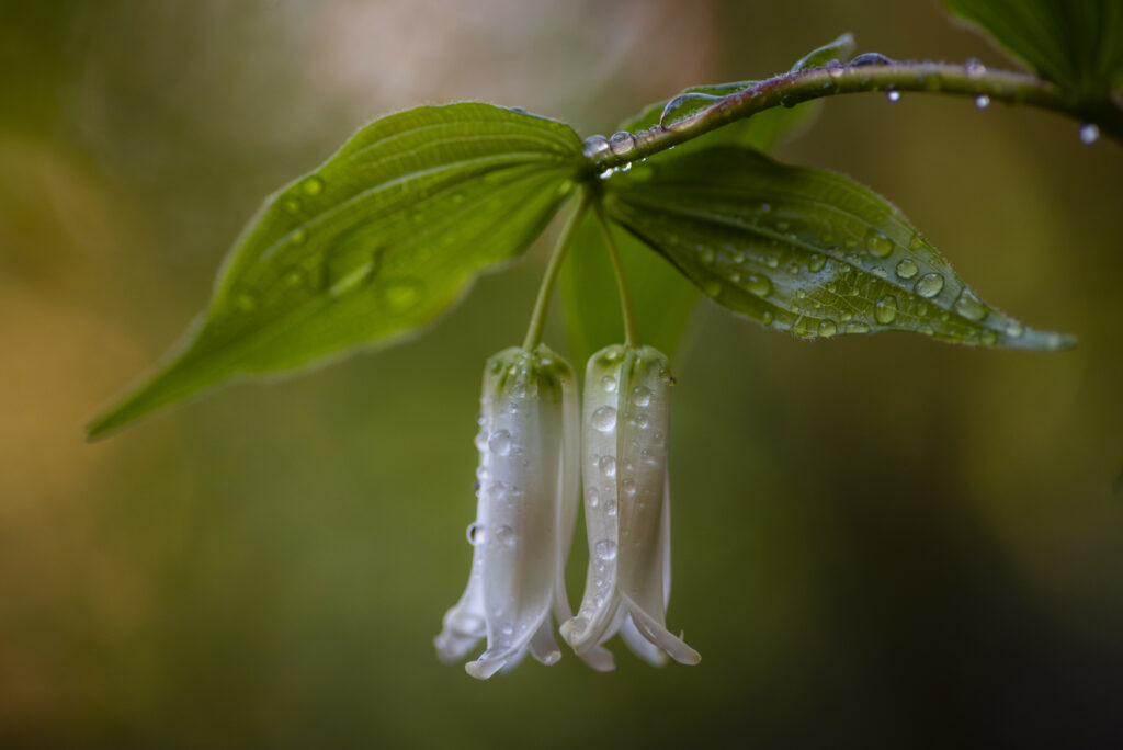 Graceful Solomon's Seal Flowers with Raindrops and Soft Blurred Background Wallpaper