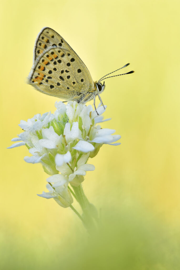 Sooty Copper Butterfly on White Flower - Soft Macro Wallpaper
