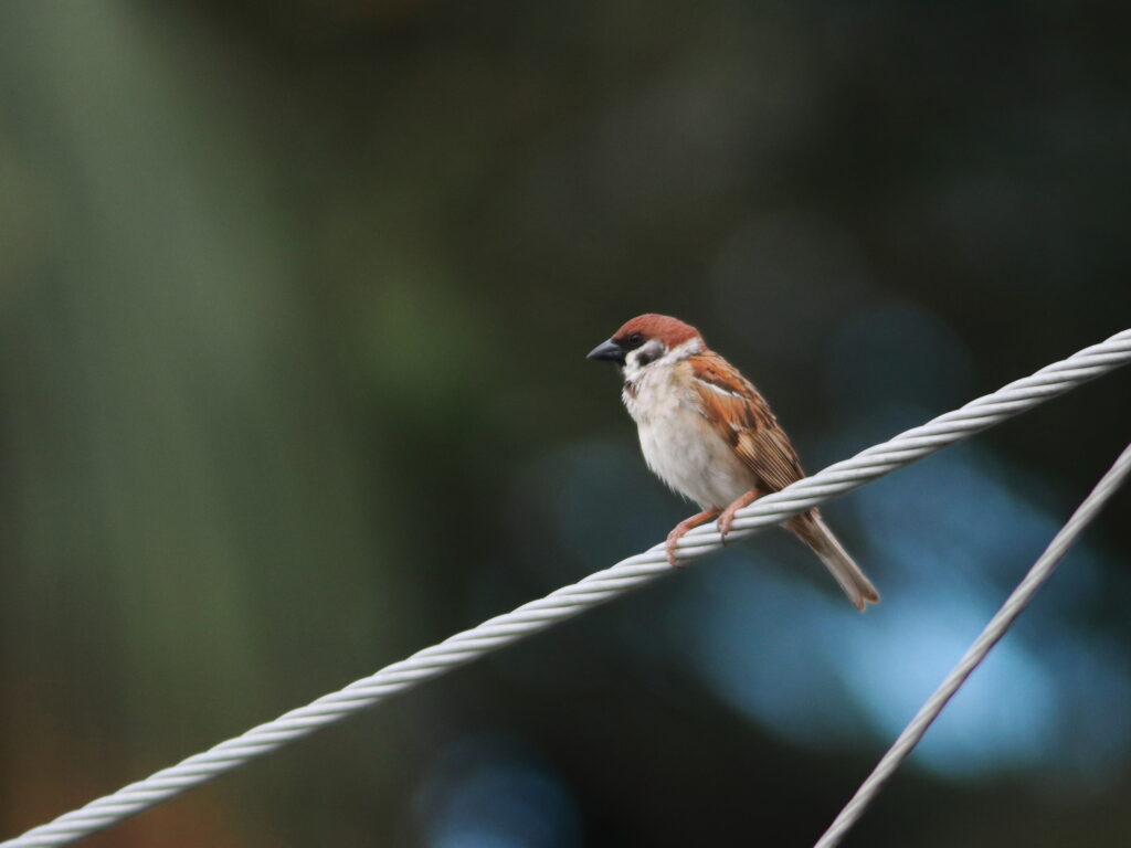 Delicate Sparrow on Rope: Nature's Beauty & Soft Background Wallpaper