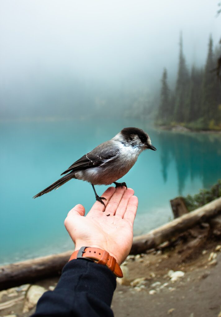 Delicate Sparrow Perched on Hand by Serene Foggy Lake Landscape Wallpaper