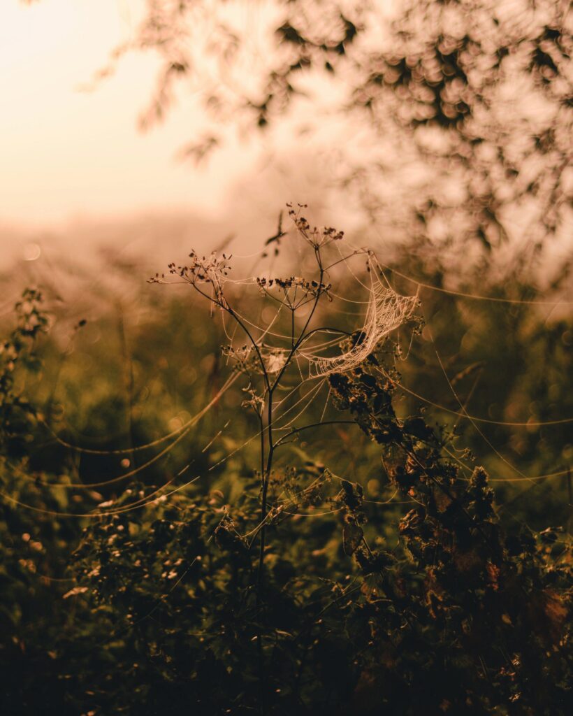 Delicate Spider Web Wallpaper: Glistening Plant in Soft Sunlight