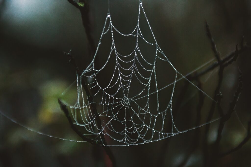 Delicate Spider Web with Water Droplets | Dark Wallpaper Background