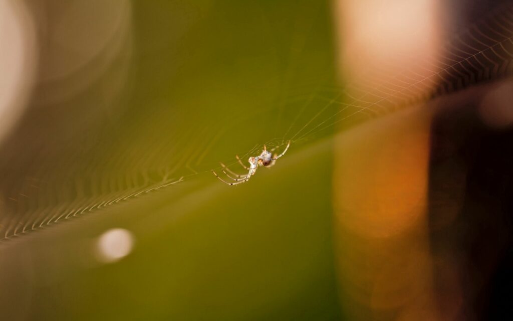 Elegant Spider on Cobweb: Soft Light Wallpaper Background