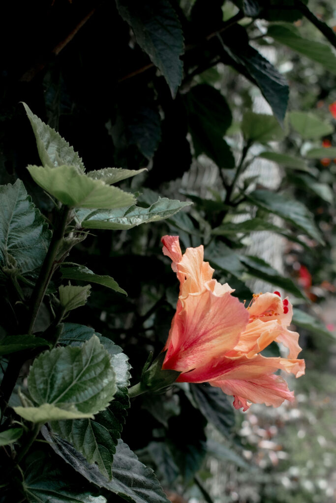 The Radiant Bloom: Captivating Hibiscus Blossom in a Serene Plant Aesthetic Wallpaper