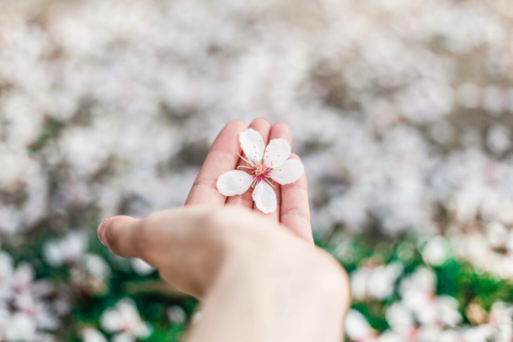Delicate Spring Blossom in Hand | Soft Floral Background Wallpaper