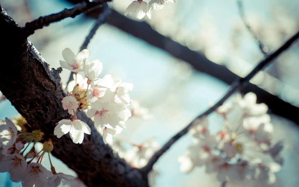 Close-Up of Spring Blossoms on Branches: Nature's Soft Beauty Wallpaper