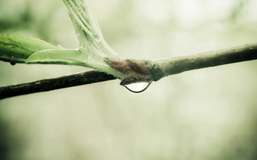 Spring Renewal: Fresh Green Leaves & Water Droplet Wallpaper