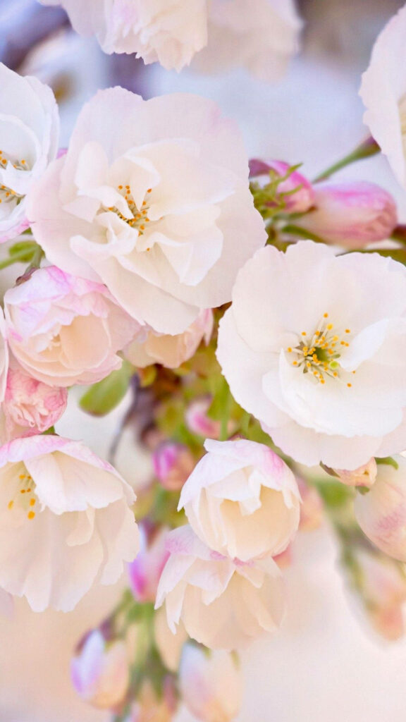 Pastel Cherry Blossom iPhone Wallpaper: Spring Elegance Background