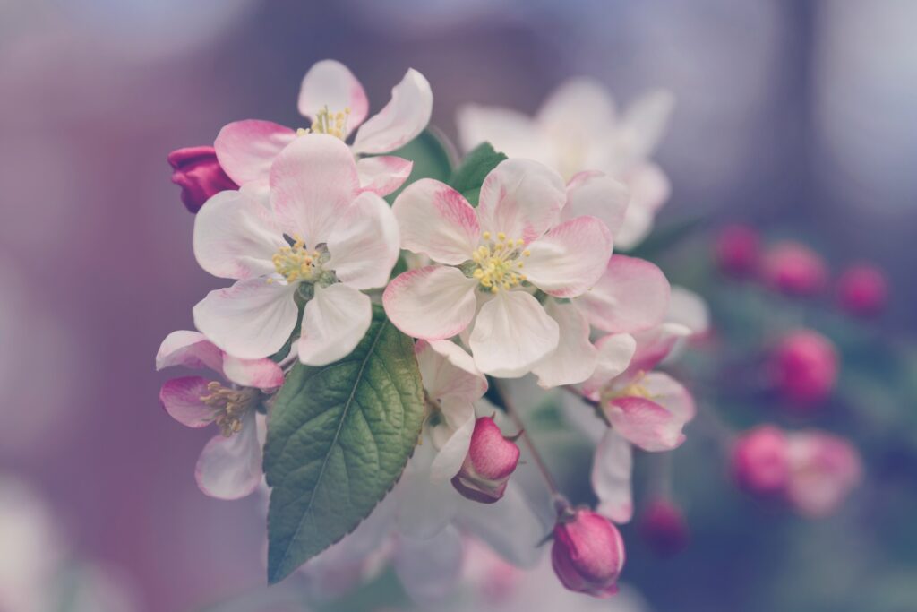 Delicate Pink and White Flower Wallpaper: Spring Blossom Background