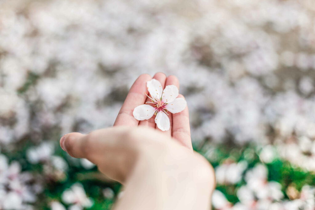 Delicate Spring Flower in Hand Amidst Blurred Blossoms - Serene Scene Wallpaper