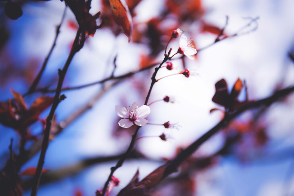 Close-Up of Spring Flowers with Blurred Branches & Blue Sky Background Wallpaper