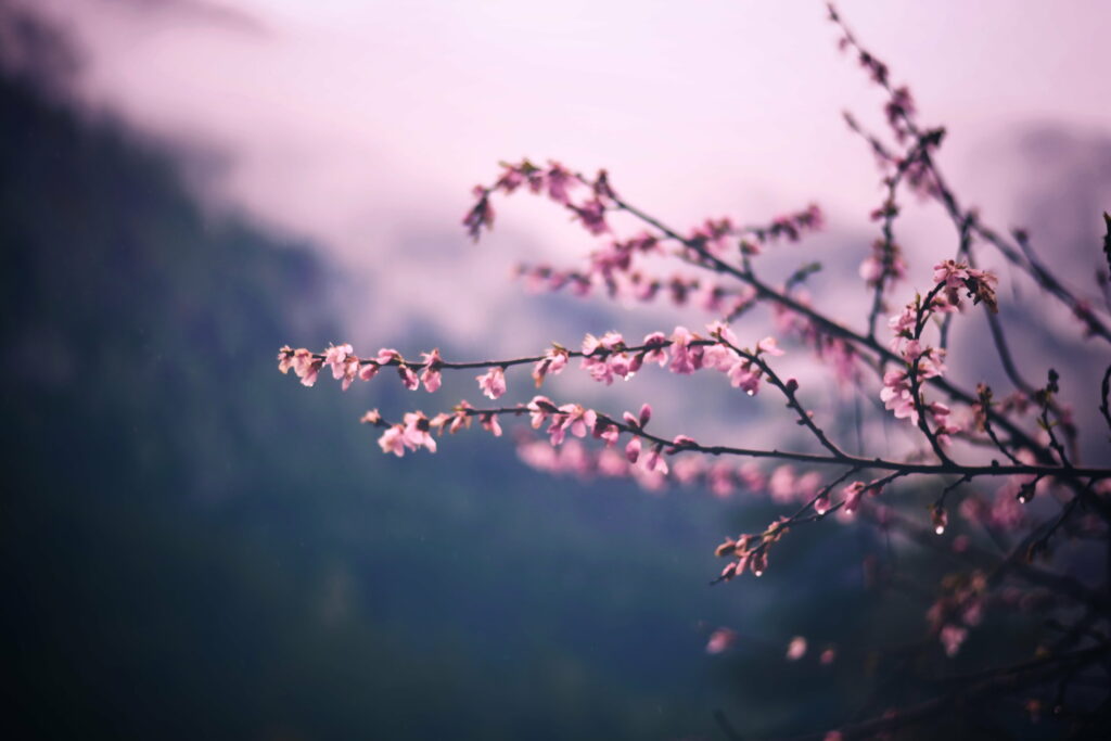Spring Blooms in Pink: A Delicate Tree Branch Adorned with Blossoms Wallpaper