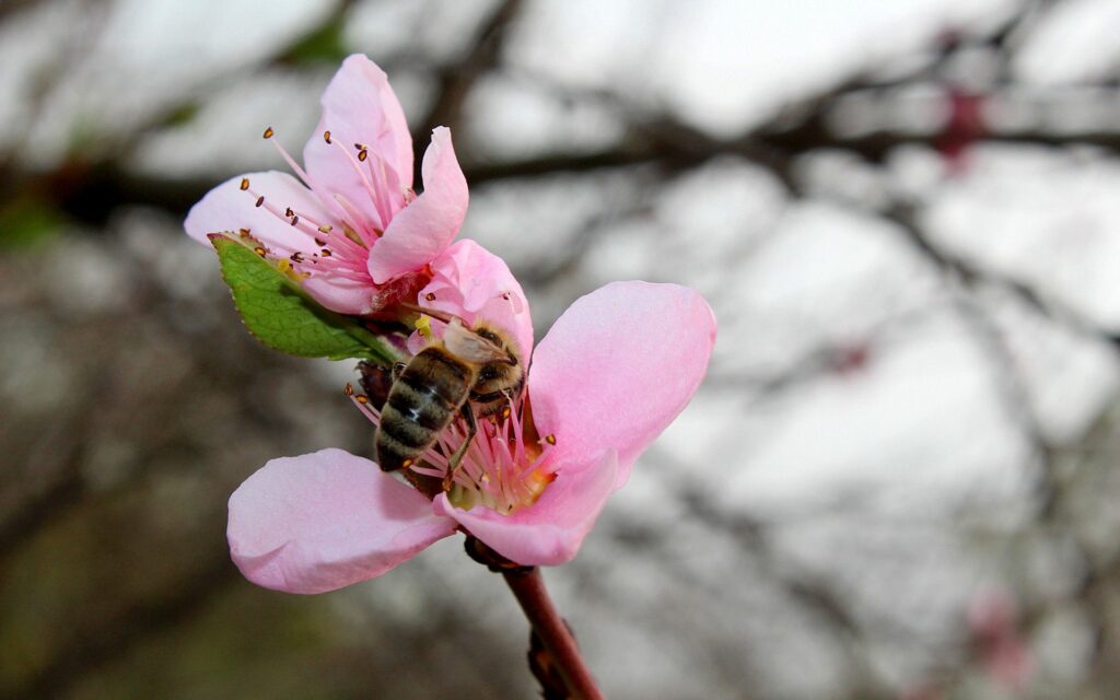 Spring Bliss: Bee Collecting Nectar from Pink Peach Blossom Wallpaper