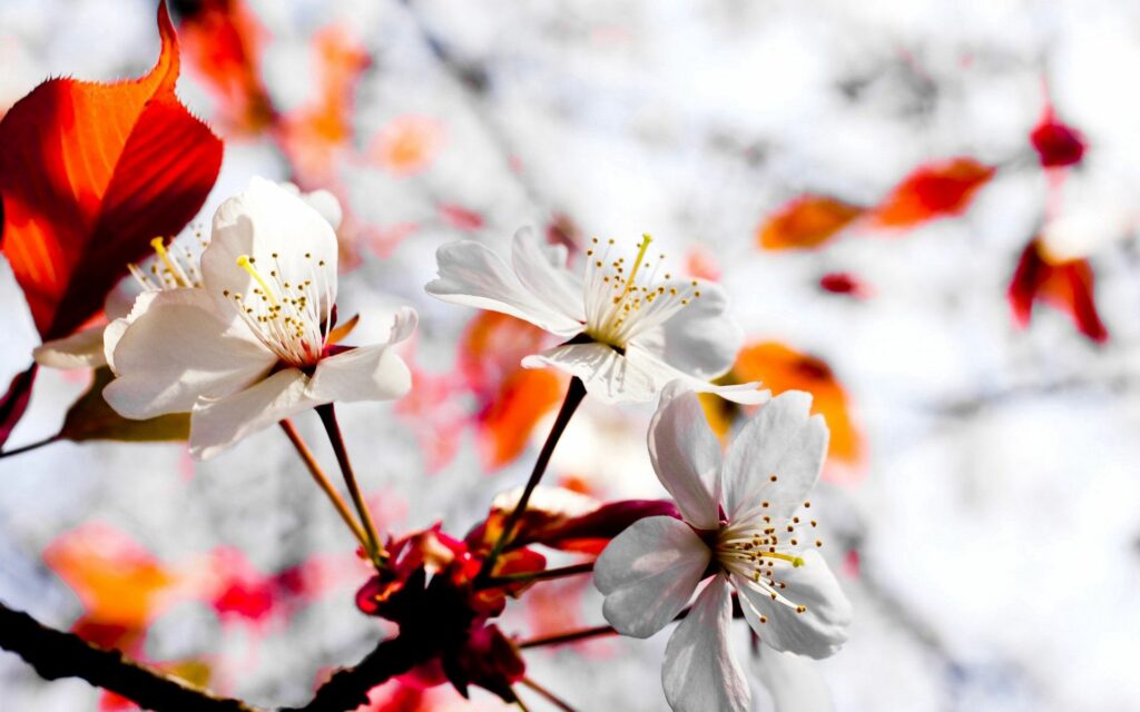 Springtime Wallpaper: White Blossoms with Red & Orange Leaf Backdrop
