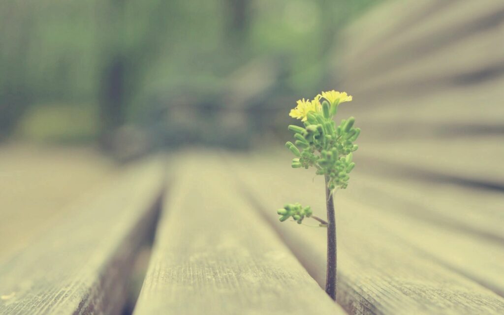 Resilient Sprout with Yellow Flowers: Nature Wallpaper Background