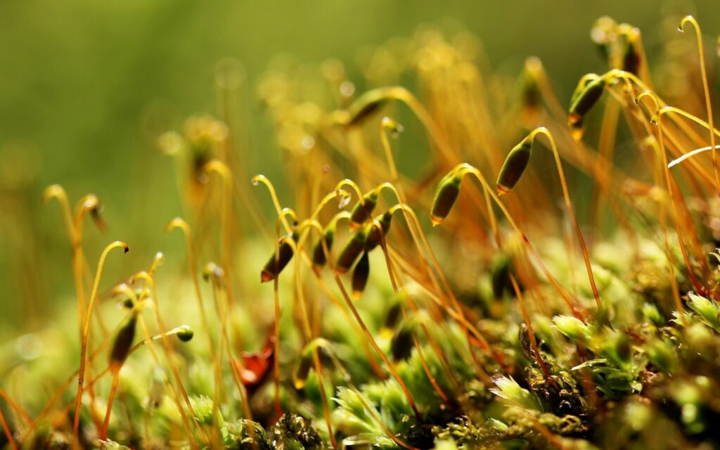 Macro closeup of delicate green sprouts and buds with slender stems on a soft natural background Wallpaper