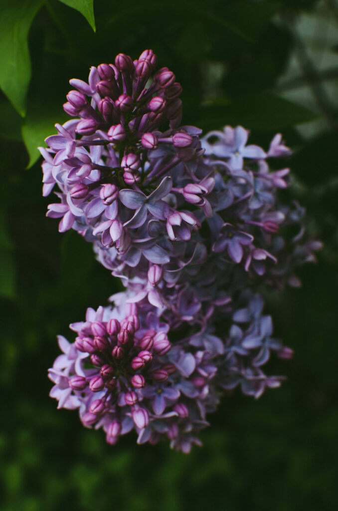 Vibrant Lilac Flowers Close-Up Wallpaper - Serene Nature Background