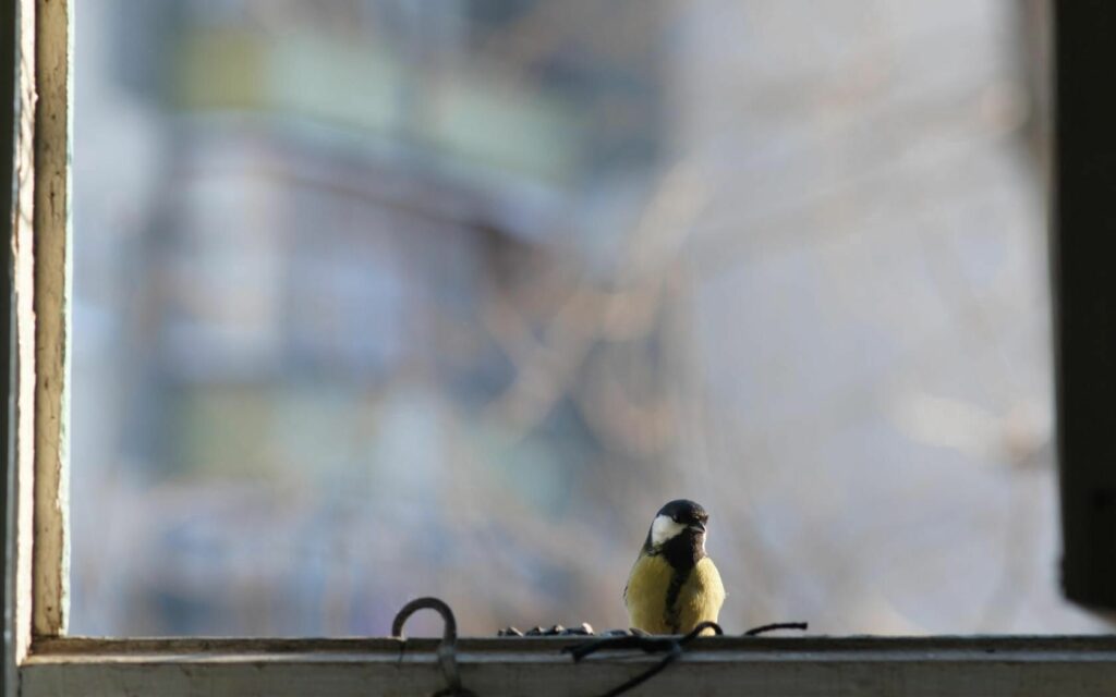 Delicate Titmouse on Window: Nature Meets Urban Serenity Wallpaper